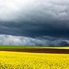 Normandië landschap met koolzaad in mei van Matty Maas