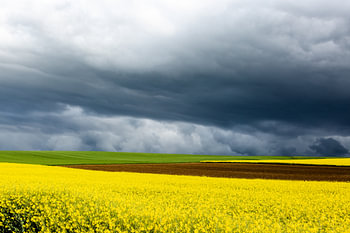 Paysage de Normandie avec du colza en mai