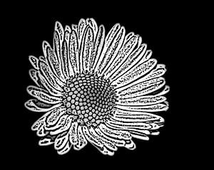 Gänseblümchen