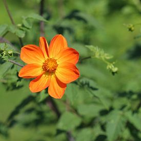 Scarlet Dahlia by Matthias Brix