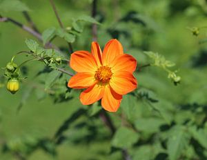 Dahlia écarlate
