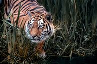 Tiger auf der Jagd van Joachim G. Pinkawa thumbnail