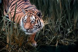 Tiger auf der Jagd von Joachim G. Pinkawa