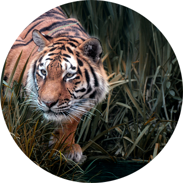 tiger on the hunt van Joachim G. Pinkawa