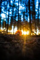 Fallen mushroom in the morning