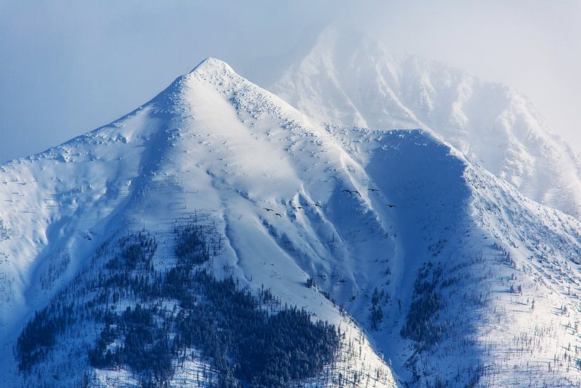 Stockenten fliegend von Walljar