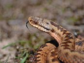 Tongelende adder van Frank Heinen thumbnail
