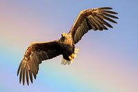 Flying Bald Eagle with Rainbow in the background