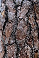 Close-up van schors van de  Grove Den