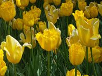 Bloemen