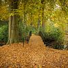 Herfst op z'n mooist van Carla van Zomeren