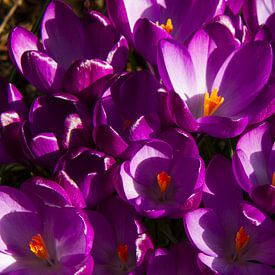 Paarse crocussen, beeldvullend von Maike Meuter