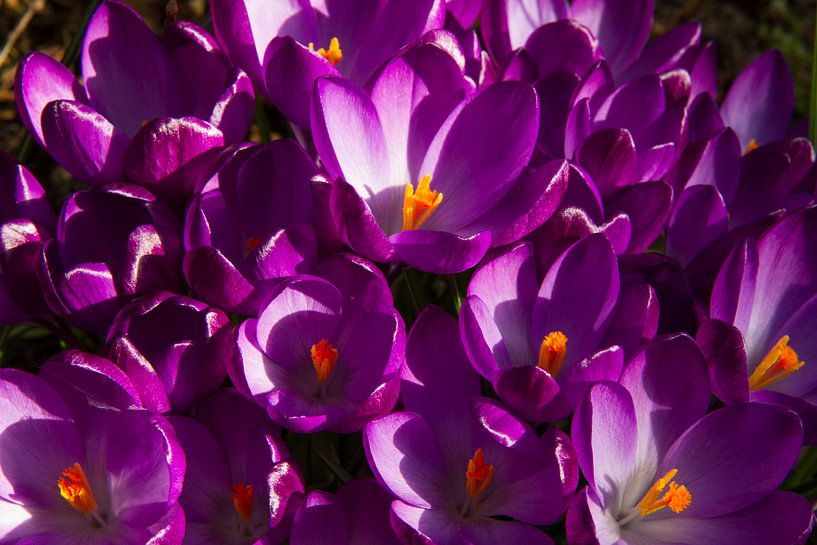 Paarse crocussen, beeldvullend van Maike Meuter