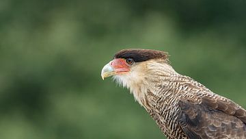 Close-up roofvogel Noordelijke Kuifcaracara