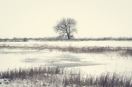 Un arbre solitaire dans le silence de l'hiver