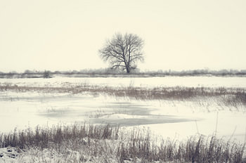 A solitary tree in the stillness of winter
