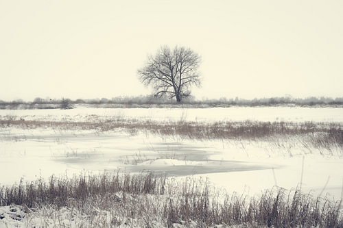 Ein einsamer Baum in der Stille des Winters