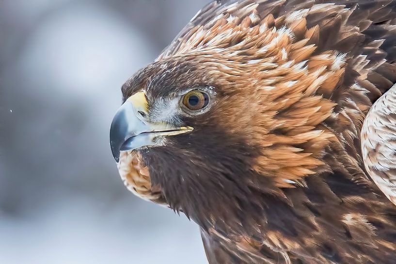 Golden eagle, Aquila chrysaetos. Bird of prey by Gert Hilbink