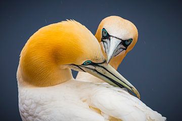 Dubbelportret met baltsende Jan van Genten van Chris Stenger