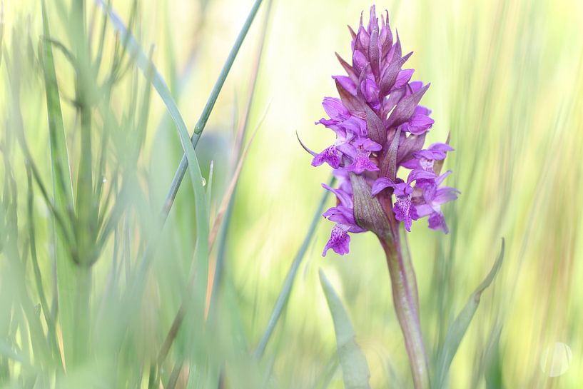 orchid in purple by Marjo Snellenburg