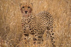 Cheetah bereit zum Essen, Kruger-Nationalpark, Südafrika von Marijke Arends-Meiring