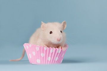 Schattige crème kleurige baby rat in een roze cupcake van Dagmar Hijmans