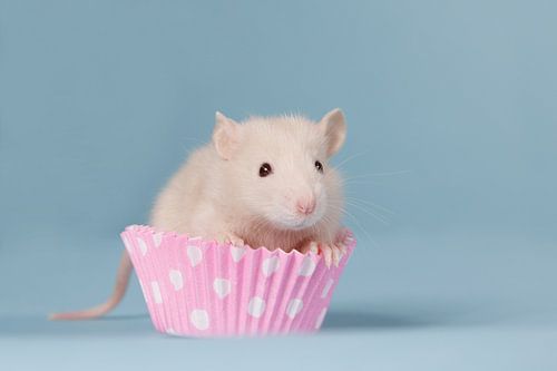 Cute beige baby rat in a pink cupcake