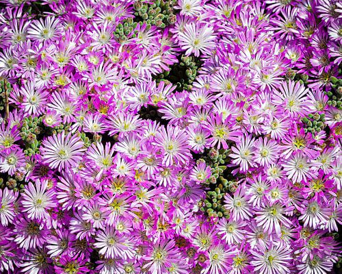 Fleurs de glace violettes sur Fotografie Jeronimo
