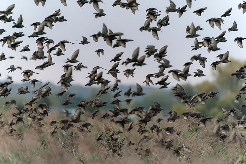 Swarm of starlings. by Albert Beukhof