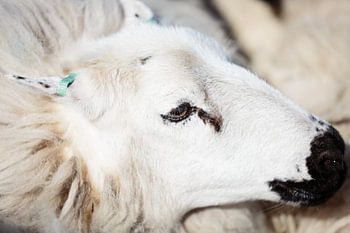 Portret van een schaap