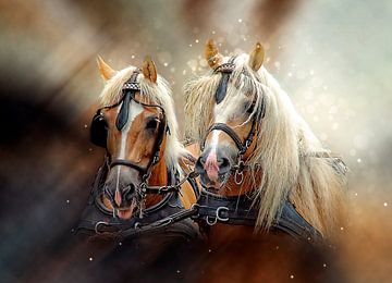 De beaux chevaux sur Peter Roder