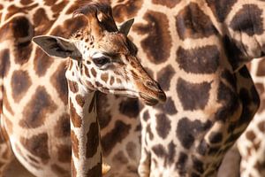 Baby giraffe met moeder sur Victor van Dijk