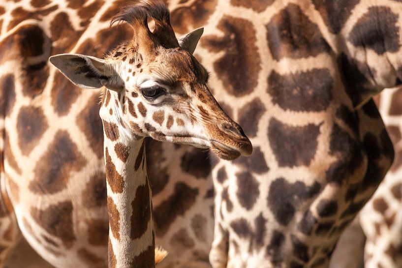 Baby giraffe met moeder par Victor van Dijk