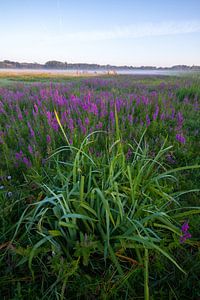 Verticaal landschapsopname Lentevreugd Wassenaar von Menno van Duijn