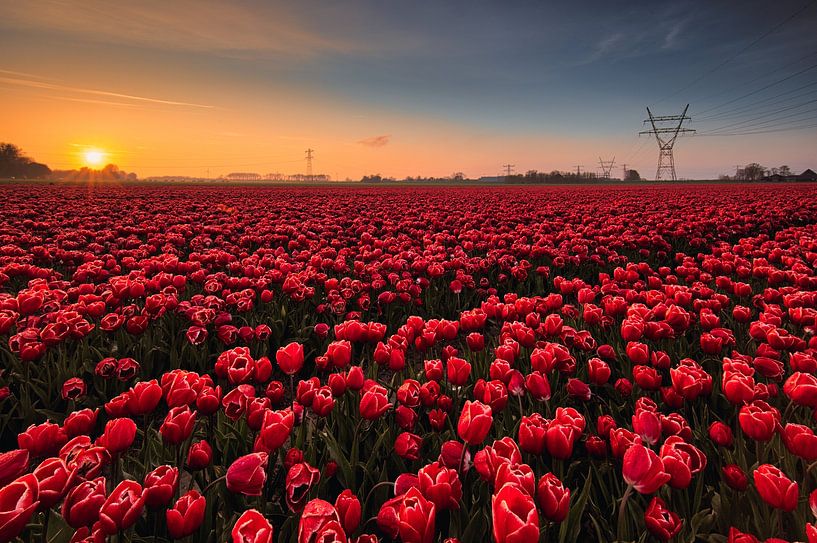 Pastel sunset with red tulips by peterheinspictures