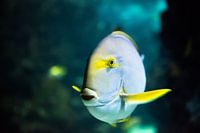 Tropical fish