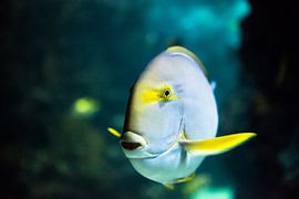 Tropical fish by Emil Cobussen