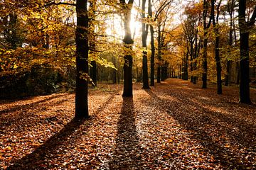 Herbstwald von M. van Oostrum
