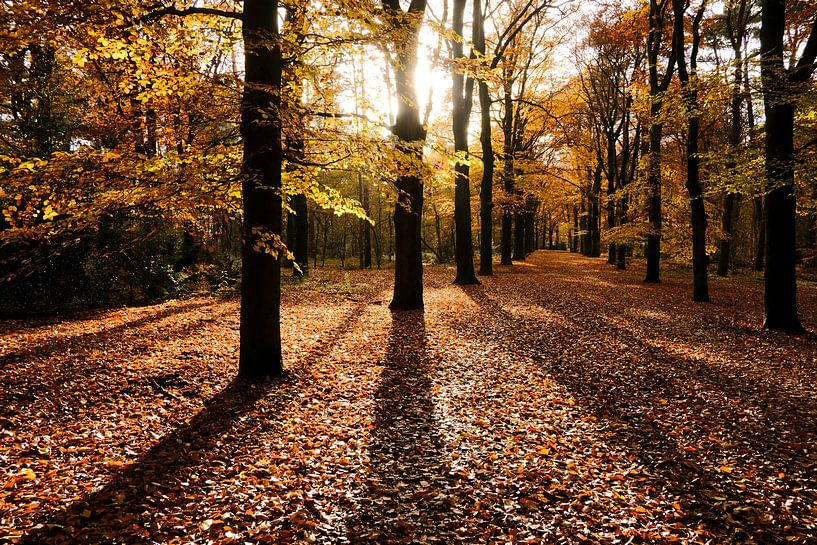Forêt d'automne par M. van Oostrum