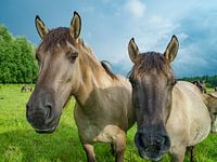 Twee Konik-paarden