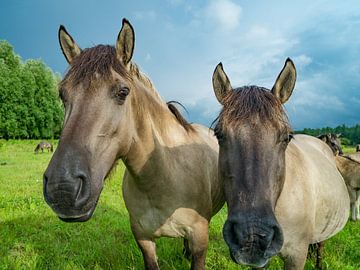 Twee Konik-paarden van Fokko Erhart