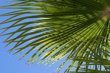 Feuilles de palmier et ciel bleu, l'été à la plage