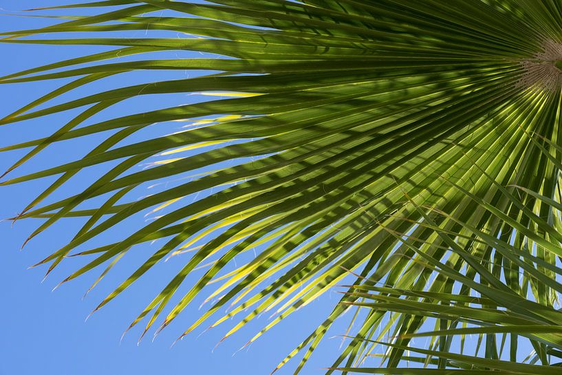 Palmwedel und blauer Himmel, Sommer am Strand von Adriana Mueller