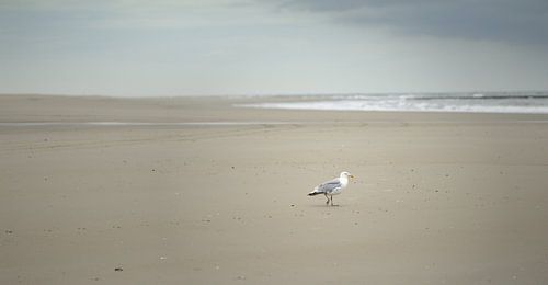 Meeuw op strand