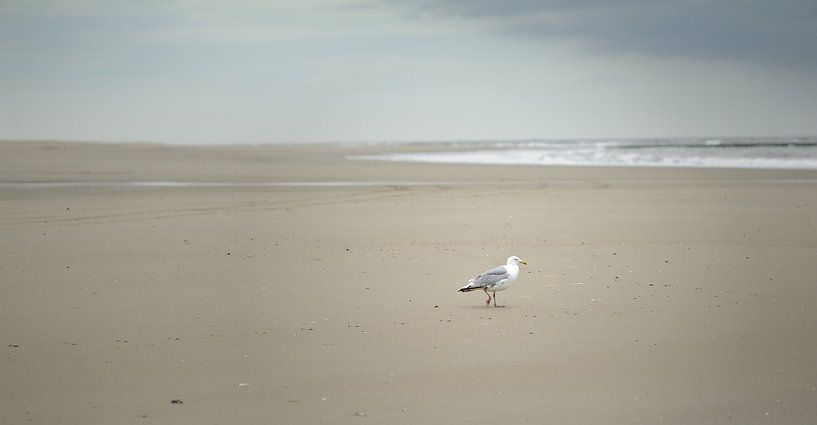 Meeuw op strand van foto zandwerk