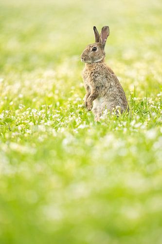 Lapin dans un champ de fleurs