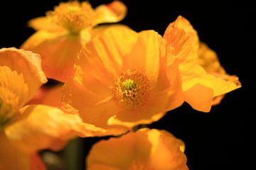 Poppy Blossoms by Thomas Jäger