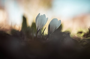 Blumen Teil 259