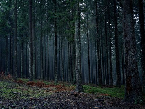 Mist en nevel tussen de bomen.