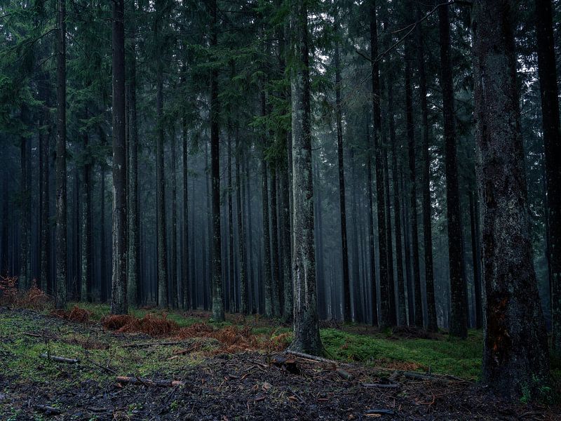 Mist en nevel tussen de bomen. by Ineke Mighorst